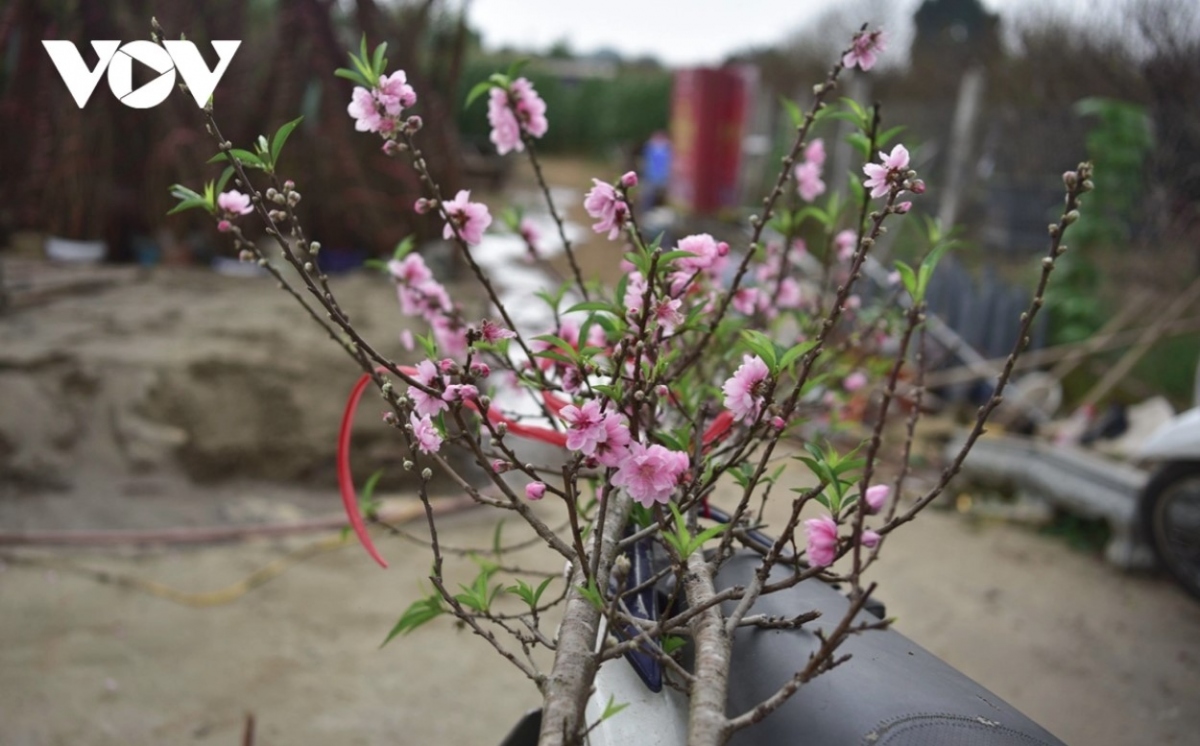 Peach blossoms can be found in full swing in the village, signaling the arrival of spring.