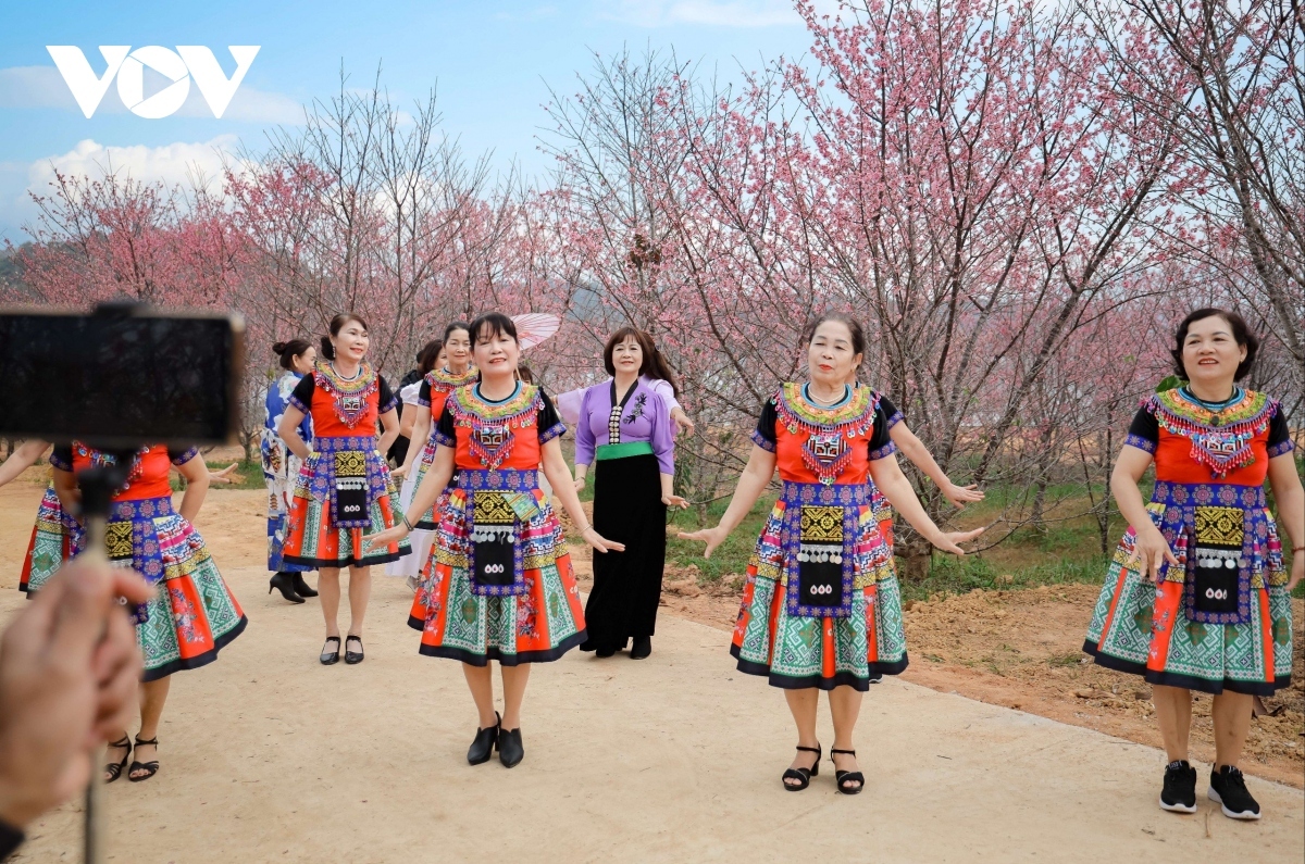 This year the cherry blossom festival is scheduled to take place from January 12 to 14, serving as a curtain raiser for the celebration of the 70th year of Dien Bien Phu Victory over French colonialism and the 116th founding anniversary of Dien Bien.