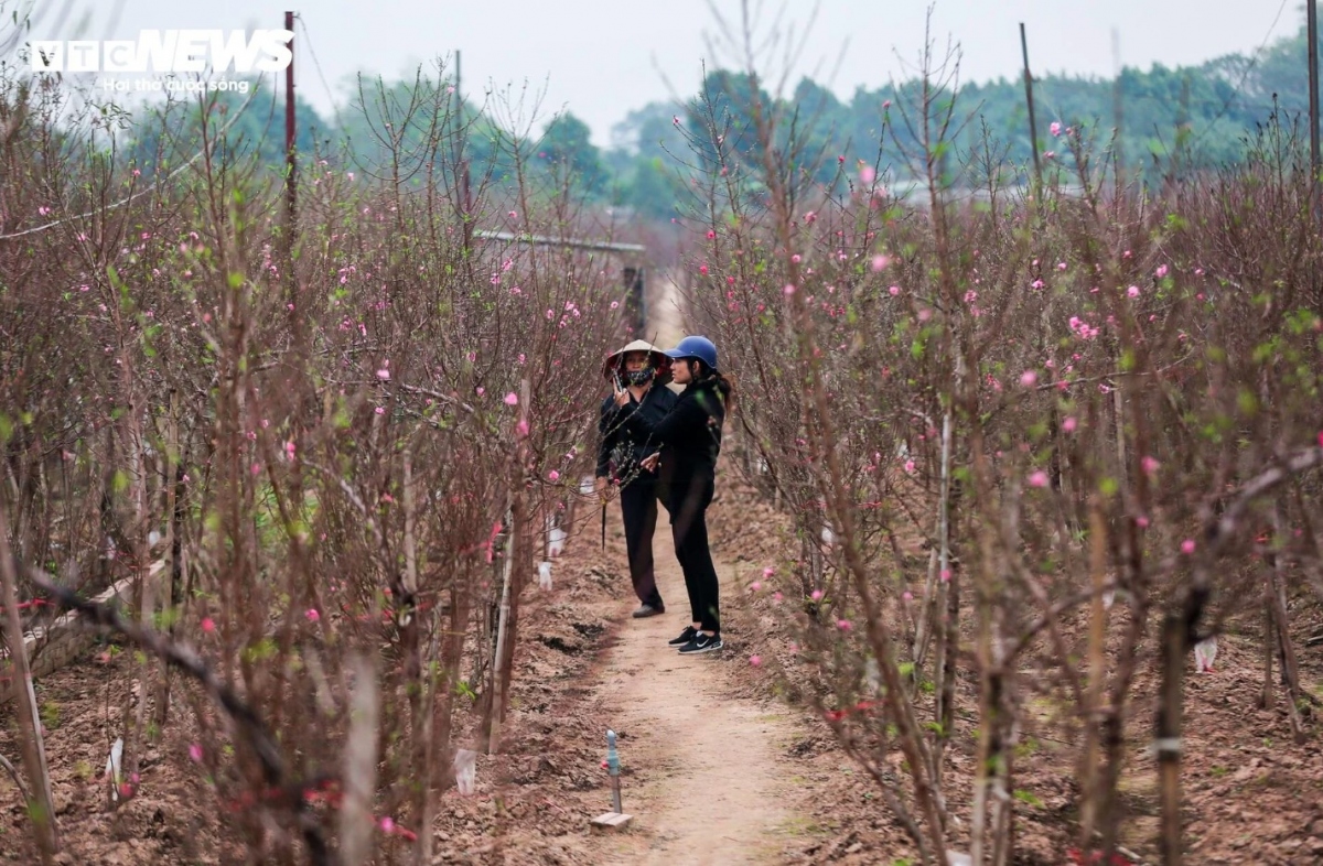 Others come to Nhat Tan flower village to choose their favourite branch trees.
