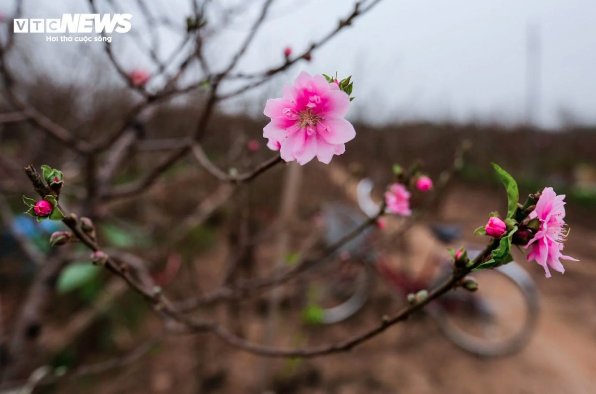 Growers say that they have applied special farming techniques in a bid to help the flowers to blossom early, thereby meeting the growing demand of local peope who wish to celebrate the New Year holiday with the traditional flower.