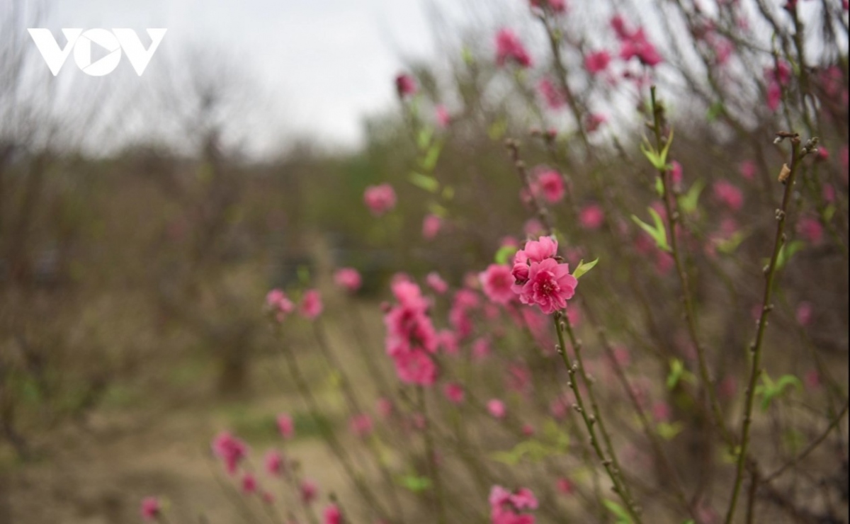 A branch of peach blossoms has small flower buds which are carefully nurtured by the skilled farmers to ensure they are in full bloom during the Tet holiday.