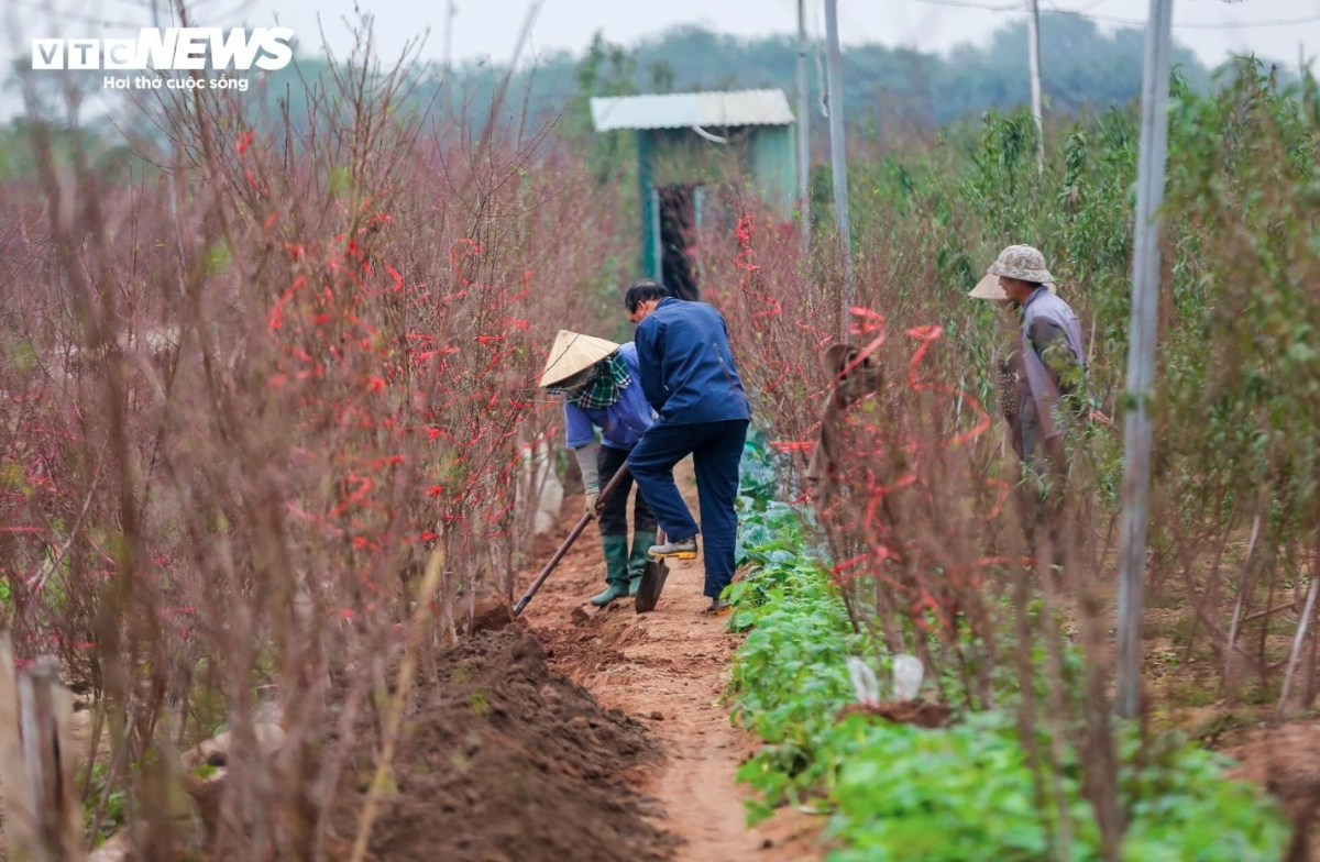 Growers take extensive care of flowers to ensure that they bloom just in time for Tet.