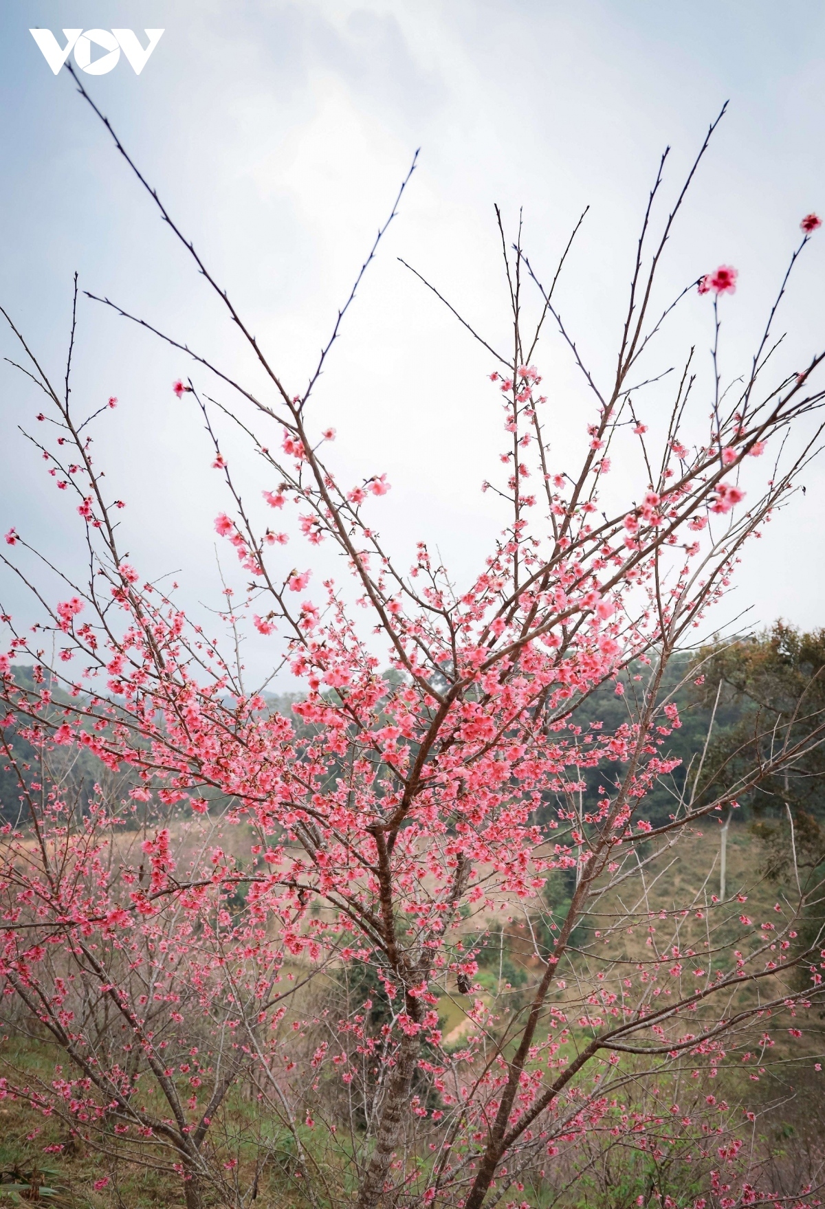The island with its beautiful cherry blossoms has become a favourite destination for visitors in recent years.