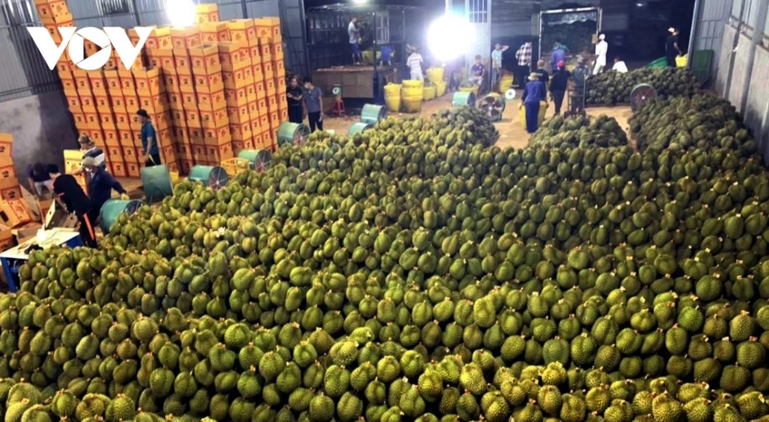 Vietnamese durian is gradually conquering the Chinese market