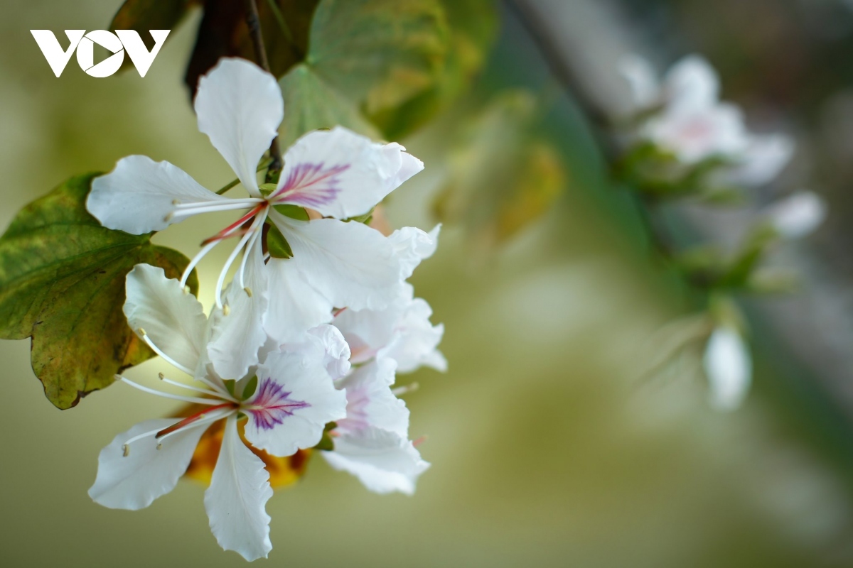    The pure white petals of Ban flowers can be seen on major roads and on the hillsides in Dien Bien city.