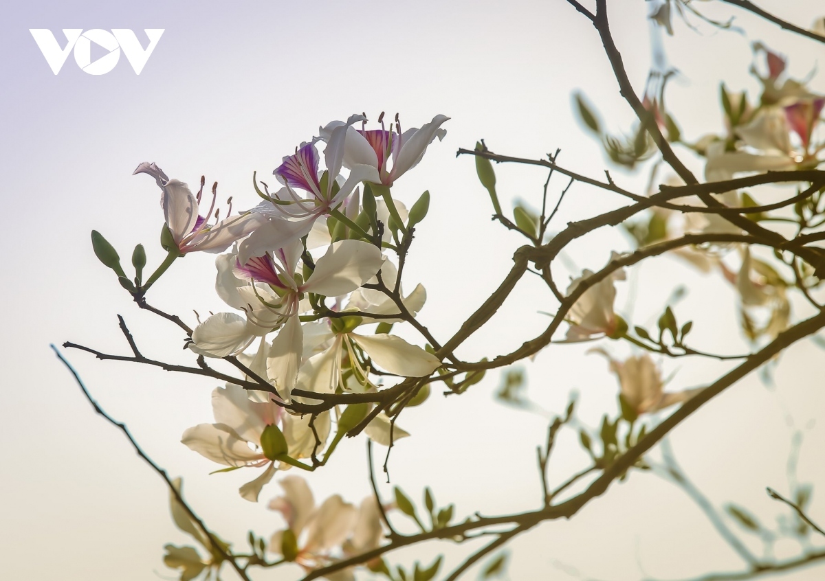    The blossoming of Ban flowers signals the jubilant festival season in Dien Bien city.
