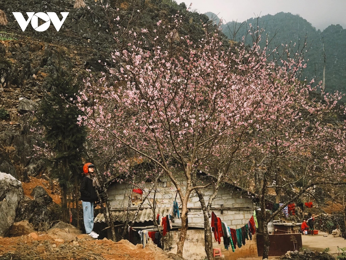 Coming to Ha Giang in spring, vacationers have the chance to admire the brilliant beauty of blooming peach and plum blossoms.