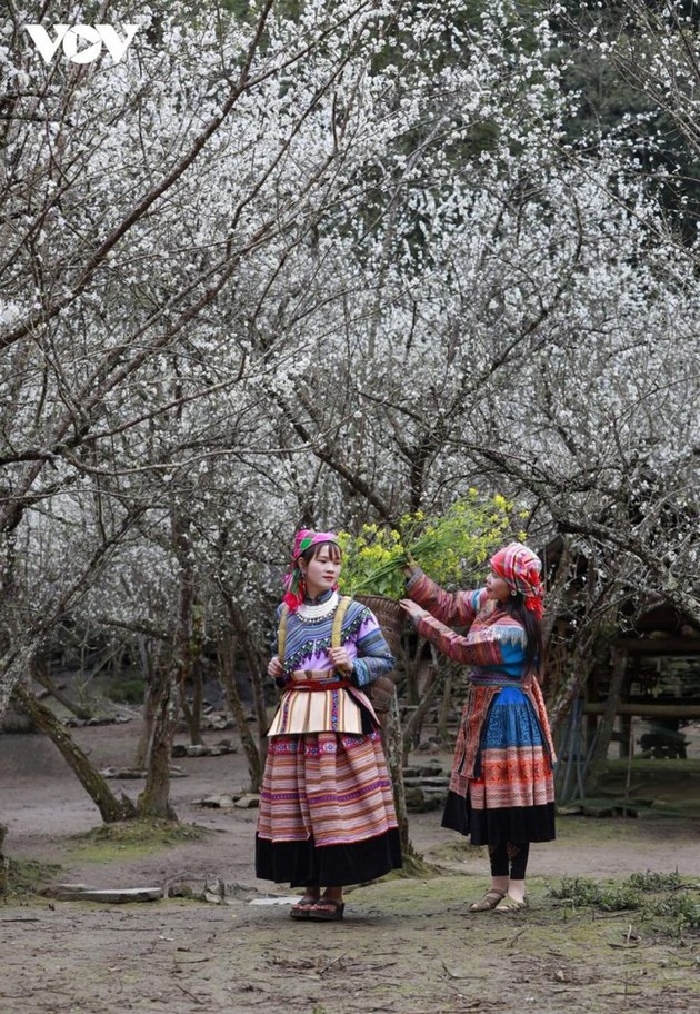 Plum flowers blossoms can be found on the Bac Ha Plateau of Bac Ha district in Lao Cai province. When the weather starts to get warmer, millions of small white plum flowers begin to bloom, showing off their poetic beauty amidst the vast nature.