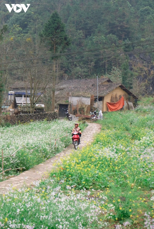 The entirety of the route connecting the four districts of Quan Ba, Yen Minh, Dong Van, and Meo Vac in Ha Giang province is coated with lovely blooming flowers.