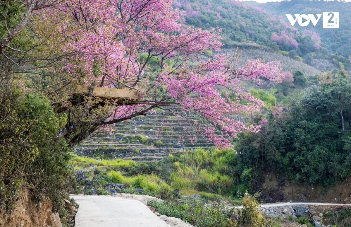 When To Day flowers (Prunus cerasoides), or wild peach flowers, appear to bloom it marks the start of spring in the northwest highland region. The flowers are closely associated with spring in the northwest highlands inhabited by various ethnic groups, including the Mong in Dien Bien province.