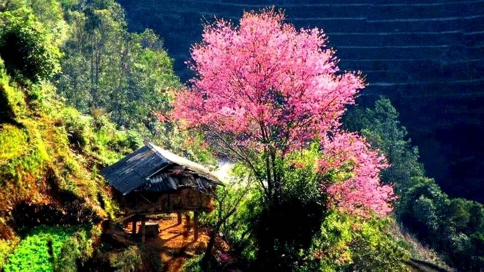 Every year in spring, the mountains of Mu Cang Chai district in the northern mountain province of Yen Bai are turned bright pink by the wild peach blossoms. The breathtaking blossoms found on the high peaks give the entire area a fairy-tale appearance.