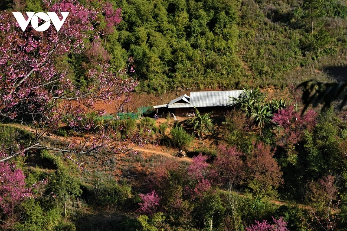 The woody plant grows wild in the communes of La Pan Tan, Lao Chai, Nam Khat, and Pung Luong in Mu Cang Chai district of Yen Bai province, attracting thousands of visitors in spring.
