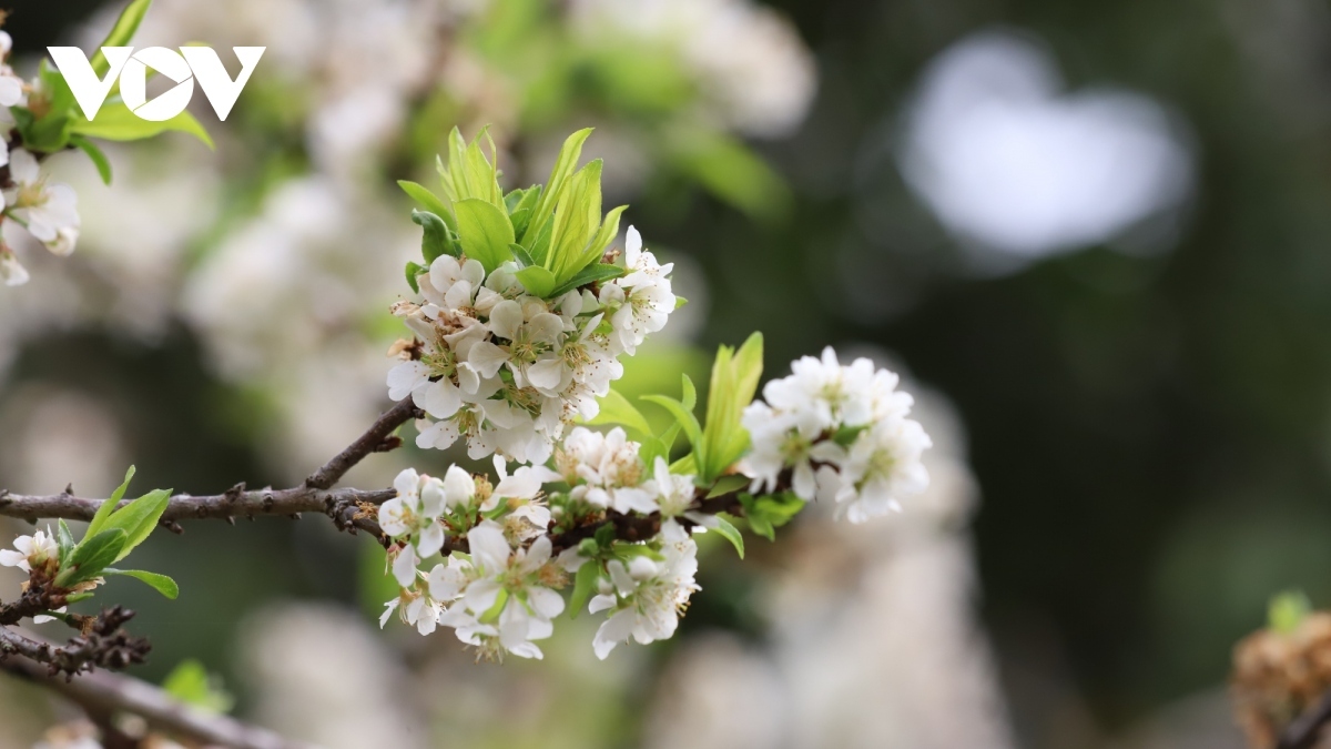 After the Lunar New Year, known locally as Tet, tourists flock to the northern mountainous province of Son La to bask in the beauty of the northern region's plum blossoms. During this time, the mountainsides are blanketed in a pure white hue, offering breathtaking landscapes for visitors to enjoy.