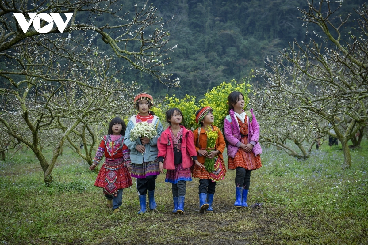 The best places to enjoy plum blossoms are in the valleys Na Ka and Mu Nau in Pa Phach hamlet and the Ang Village’s pine forest in Son La province.