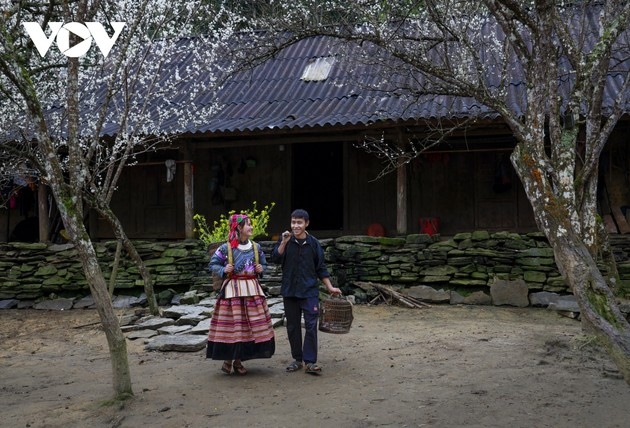 During the opening months of the year, the northern mountainous province of Lao Cai is widely covered with a white coat of blooming plum flowers which attracts a large number of visitors to the region.