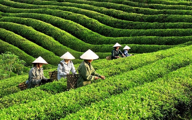 Vietnam's tea exports earn US$21 million in first month of 2024