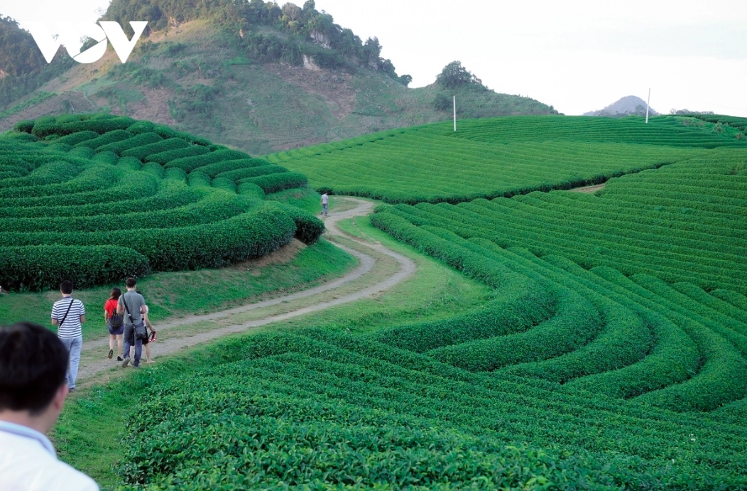Moc Chau district in the northern mountainous province of Son La has become a popular tourist destination in recent times thanks to its breathtaking natural landscapes, refreshing climate, and vibrant cultural heritage.