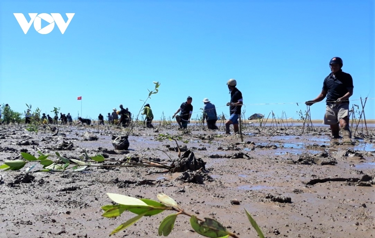 Vietnam increases coastal tree planting to minimize the impact of climate change