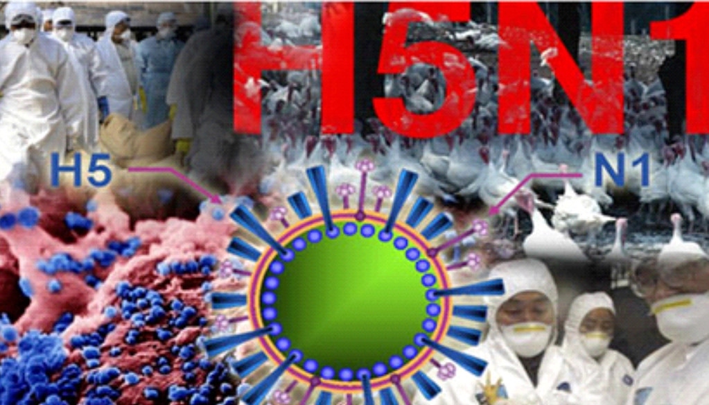 Vietnam has recorded a human death of avian influenza after 10 years. (Illustrative image)