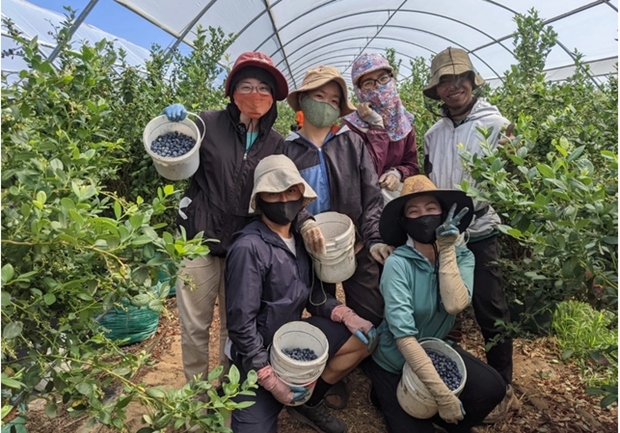 Vietnamese workers harvest blueberry in a farm in Australia. (Photo: nld.com.vn)