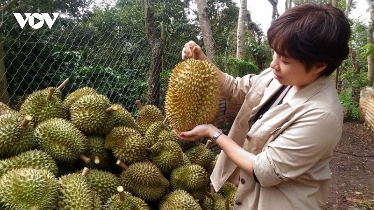 Durian is one of the major hard currency earners for Vietnam.