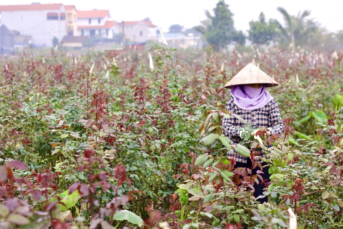 Me Linh is known for being the biggest rose hub in Hanoi, with the site offering fresh flowers for the capital and other northern localities.