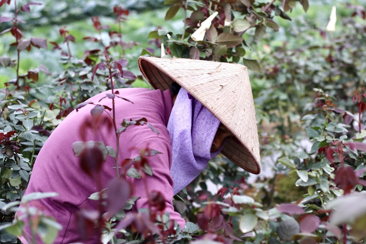 Drawing closer to International Women’s Day, traders based in Hanoi and other provinces flock to Me Linh in order to purchase flowers.