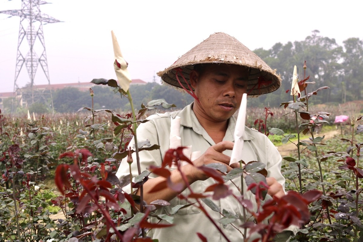 The flowers are both beautiful and plentiful, whilst they are also expected to bring in a high income for local farmers.