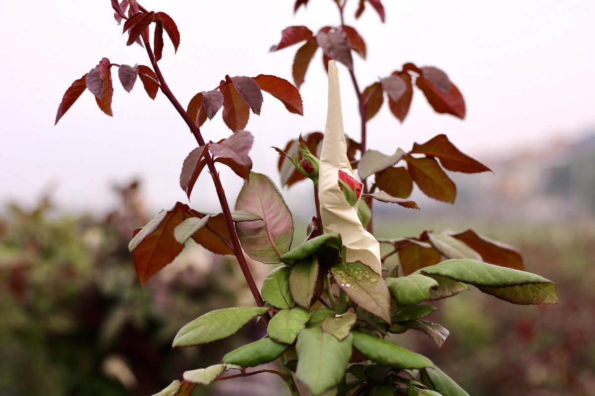 The prices of flowers ahead of International Women’s Day seem to be unchanged compared to normal days.