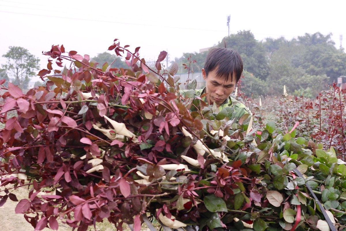 Red roses cost between VND5,000 and VND7,000 per bud, whilst the prices of other roses hovers around VND3,000 to VND5,000 per bud.