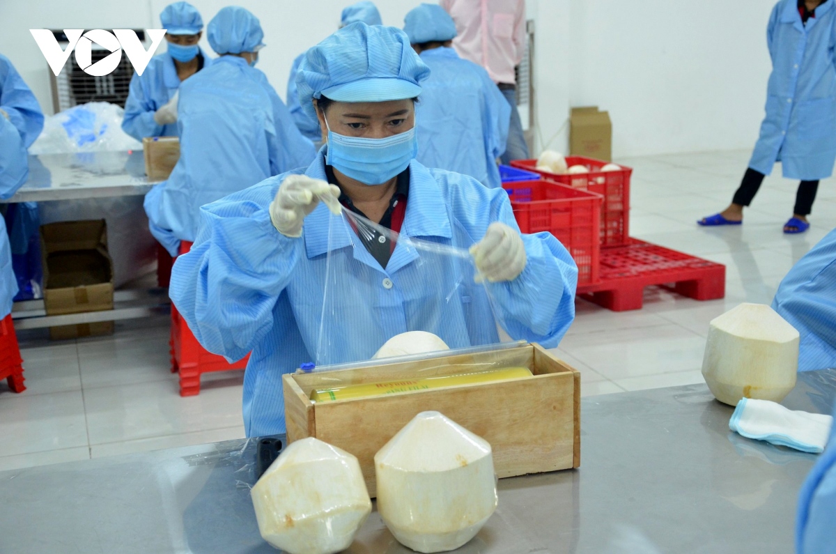 Vietnam is expected to officially export fresh coconut to China this year