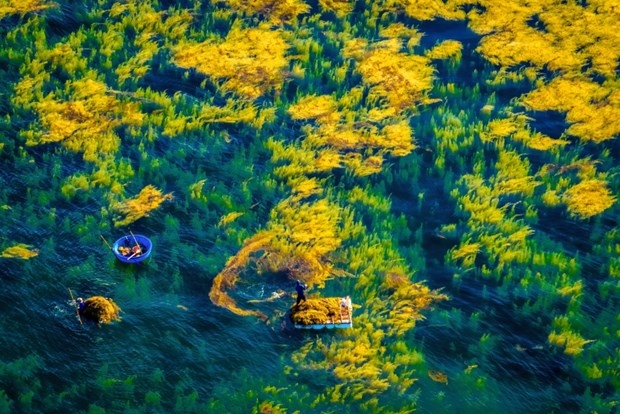 Harvesting seaweed in Quang Ngai (Photo: heritagevietnamairlines.com)