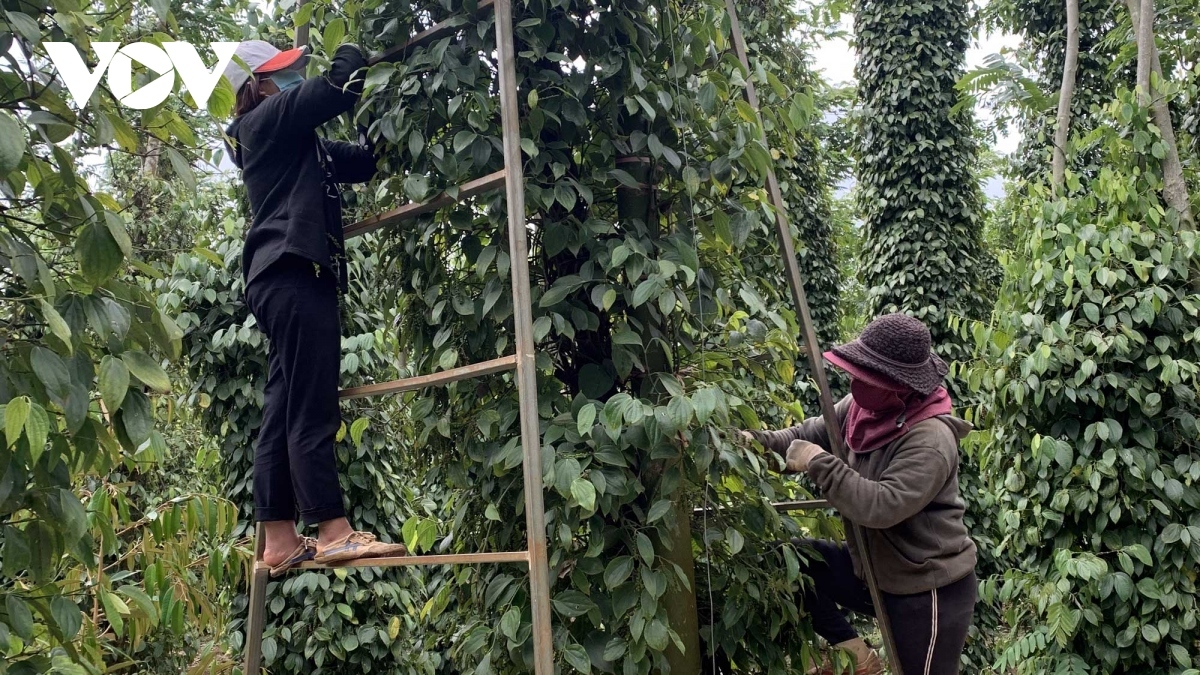 Tending pepper trees in southern Vietnam