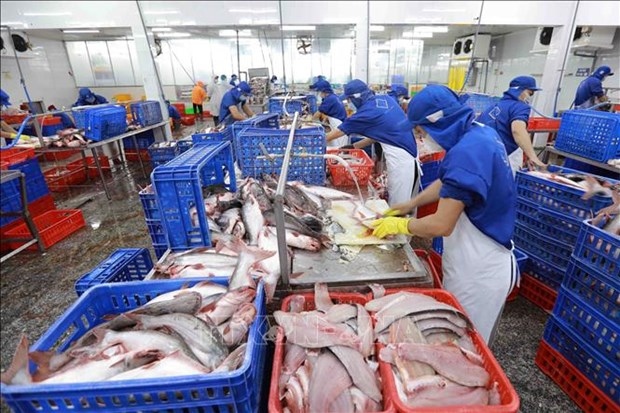 Processing pangasuis for export in southern Vietnam. (Photo: VNA)