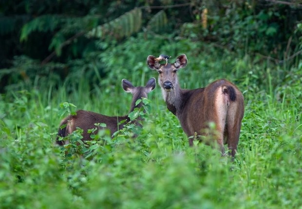 Illustrative image (Photo: WWF Vietnam)