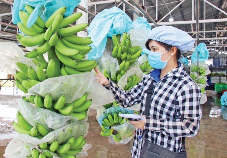 Vietnam becomes the largest banana exporter to Chinese market (Photo:Thannong24h.vn)