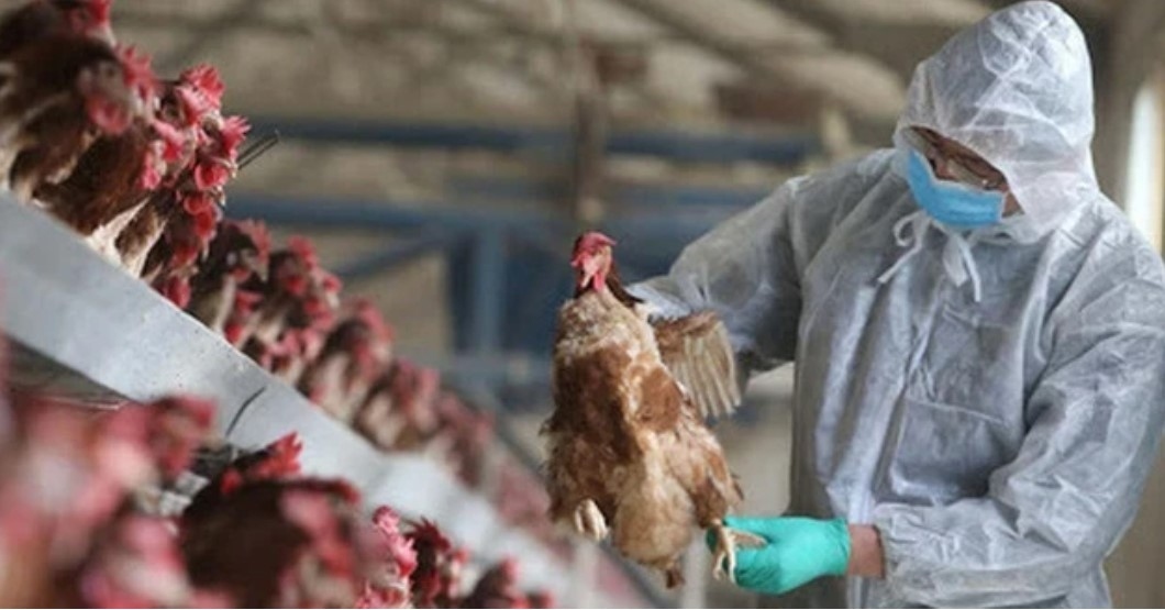 Avian influenza viruses can be transmissible to humans through contact or use of infected poultry