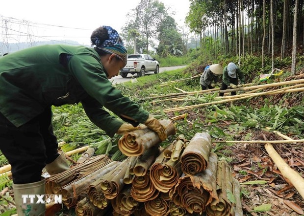 Lao Cai people harvest cinnamon