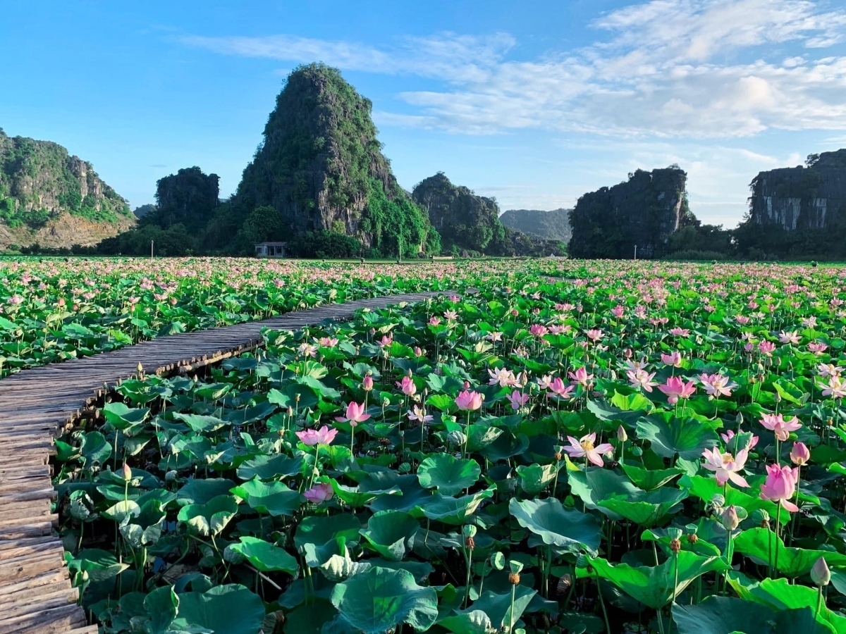 The lotus lake which is roughly one hectare wide and is located right at the foot of Ngoa Long mountain in the Mua cave tourist area. The lake impresses visitors due to its heart-shaped wooden path, providing a great spot for guests to snap photos.