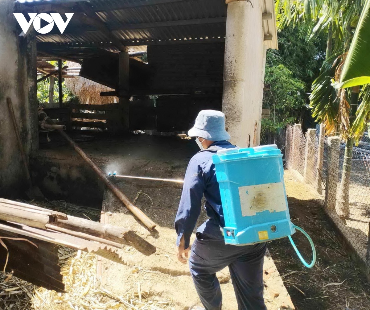 Disinfecting a farm with infected pigs in Quang Nam to prevent the African swine fever virus spreading to other farms