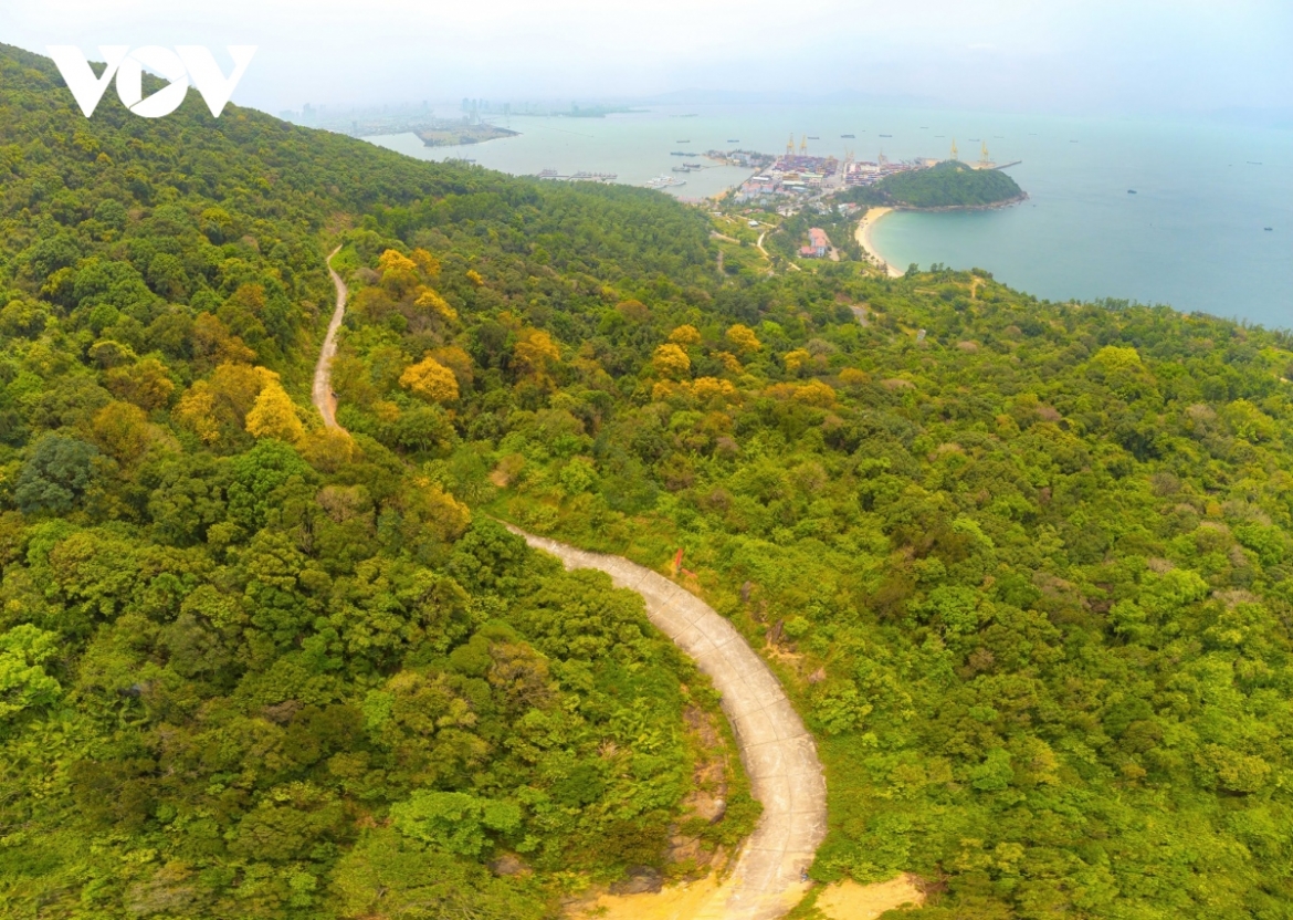 Yellow-flamboyant flowers can be seen in bloom in Da Nang’s Son Tra Peninsula when April arrives.