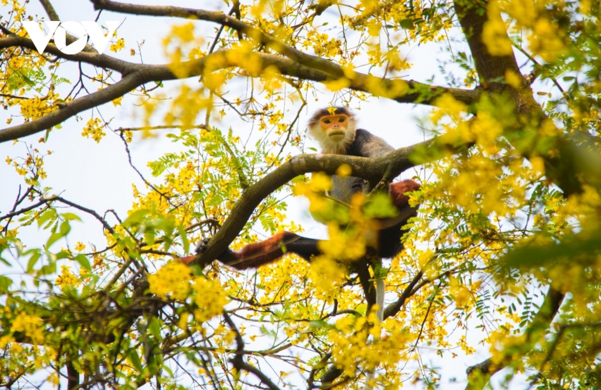 Red-shanked douc langurs can easily be found on the trees.