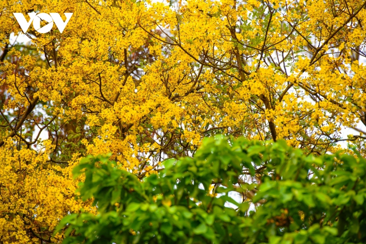 Son Tra Peninsula is being filled with yellow flowers blooming amid the brilliant sunshine.