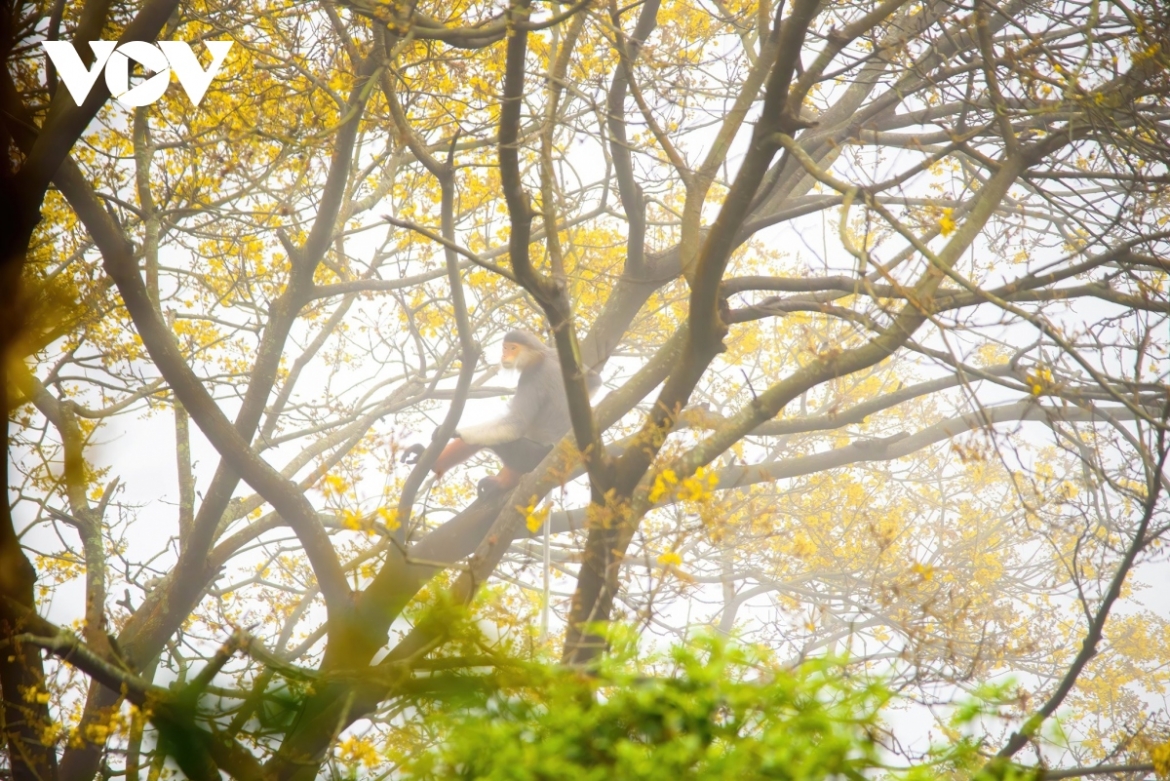 Son Tra is particularly enchanting from April to June when the forest blooms with a myriad of colourful flowers.