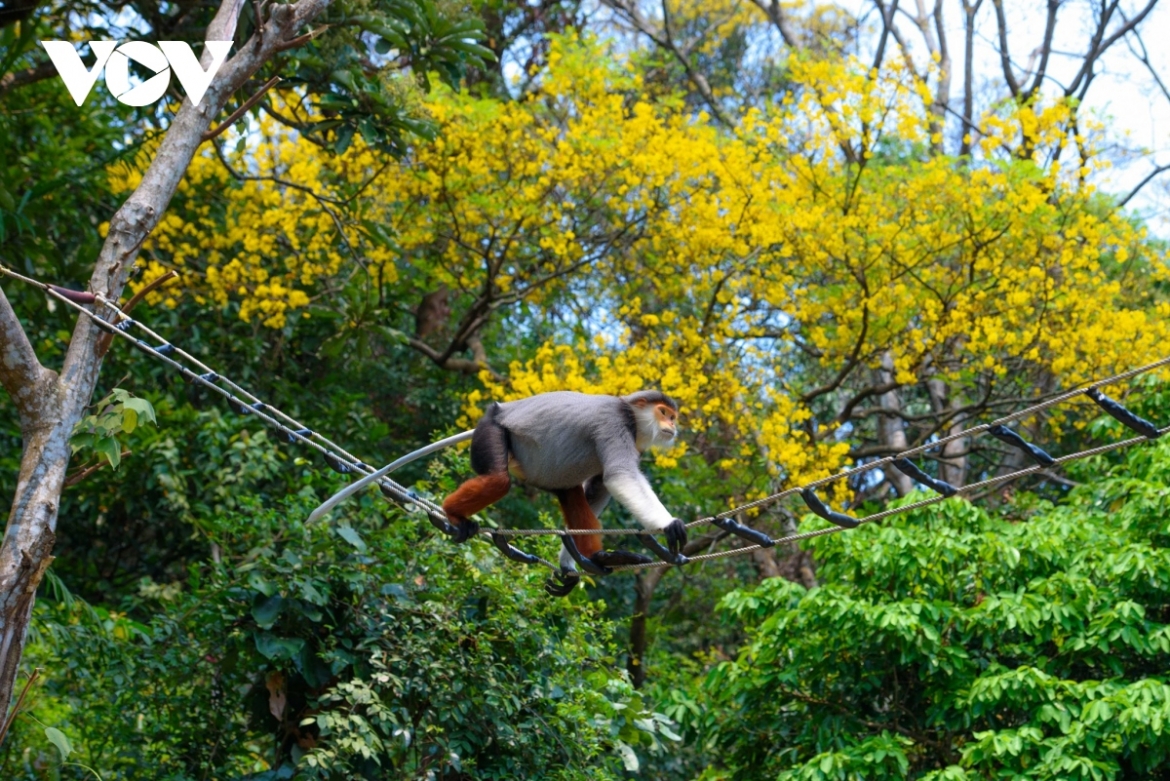 Images of red-shanked douc langurs swinging on yellow-flamboyant trees draw plenty of attention from tourists, locals, and photographers.