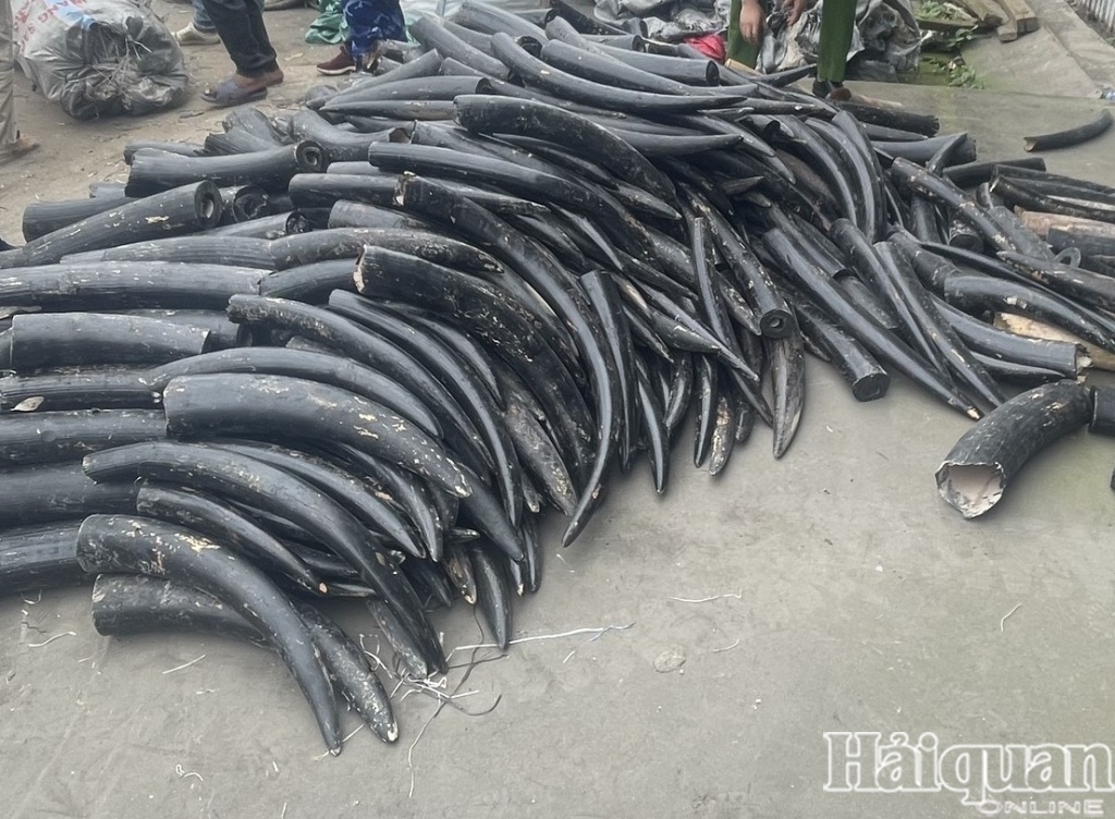 The ivory tusks are painted black as part of efforts to camouflage them from the police