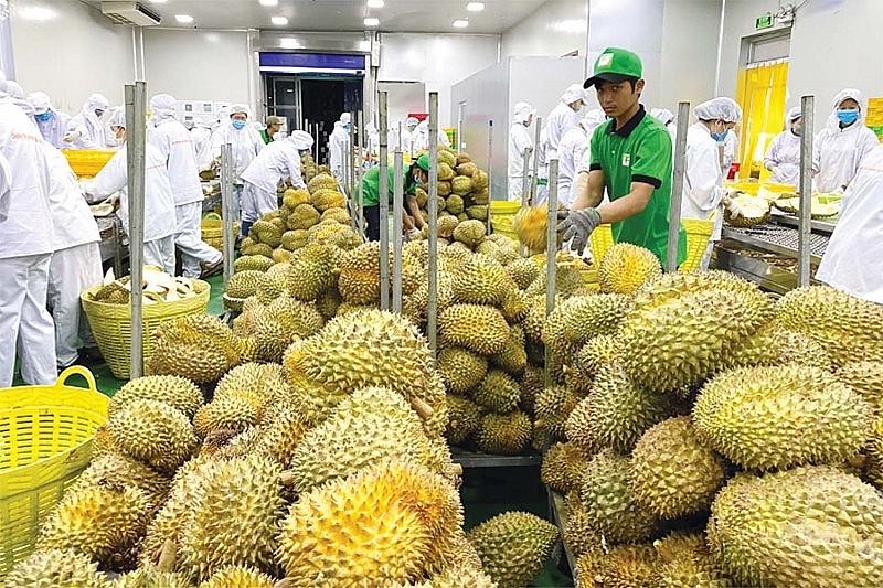 By the end of February, Vietnam had shipped more than 41 thousand tonnes of durian, approximately the same amount exported throughout all of 2022 (Photo:congthuong.vn)