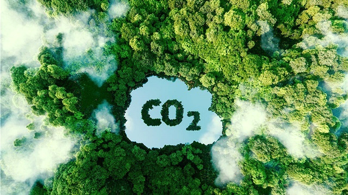 Vietnam has earned more than US$50 million from selling forestry carbon credits in 2023. (Photo: internet)