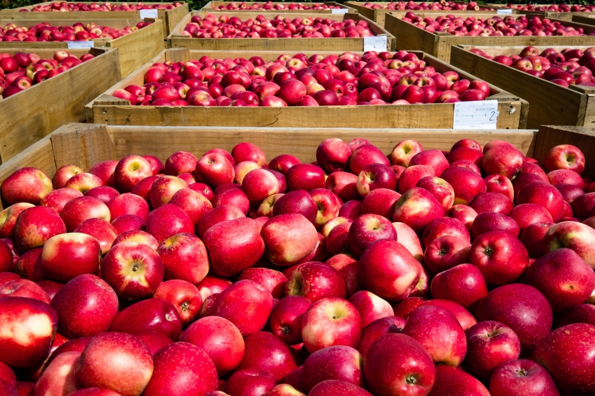Apple is the fruit that Vietnam imports most from overseas markets. (Photo: Internet)