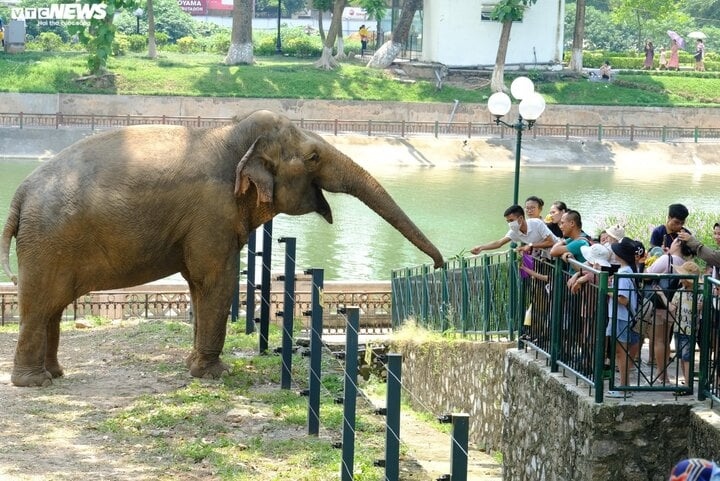 Thu Le Zoo in Ba Dinh district of Hanoi is home to a variety of animals. In addition, games, boat rides, and entertainment activities are also available.